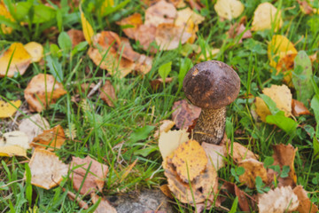 Mushroom boletus grows in the forest in early autumn