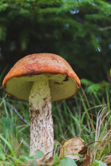 Noble red mushroom grows under the tree in the forest in early autumn
