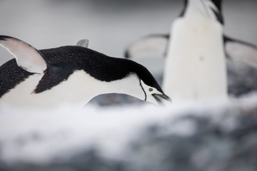 penguin in the arctic