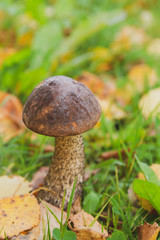 Mushroom boletus grows in the forest in early autumn