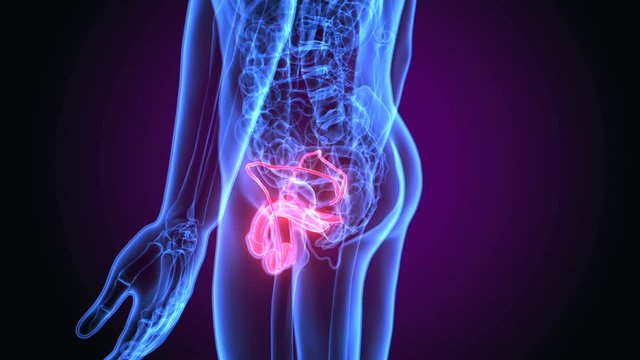 3D illustration of male reproductive system anatomy
