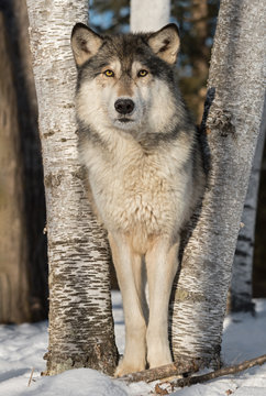 Grey Wolf (Canis lupus) Stares Straight Out