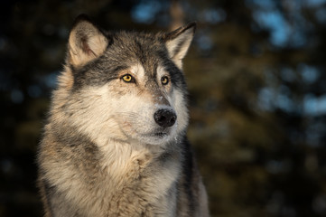 Grey Wolf (Canis lupus) Head Against Dark Background