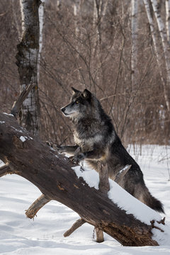 Black Phase Grey Wolf (Canis lupus) Looks Up Fallen Tree