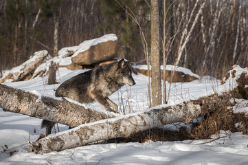Fototapeta premium Black Phase Grey Wolf (Canis lupus) Steps Over Logs