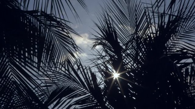 Palmeras a contra luz del sol