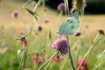 Butterfly on colorful flowers