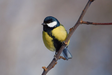 Fototapeta premium Great tit sits on a branch of a wild apple tree on a frosty morning in the forest.