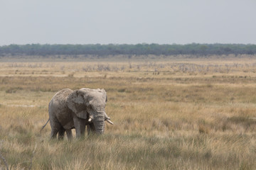 elephant in africa in a group