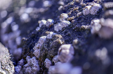 shell on the rock