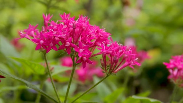 Close Up of Pink Pentas Flowers in a Woodland Garden