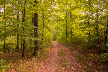 A walk through a forest at the beginning of fall