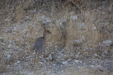 antelope in the savanna in africa