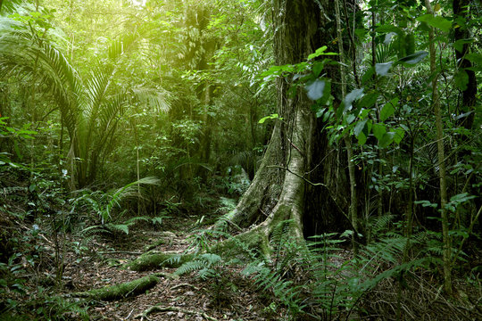 Fototapeta Large tree in tropical green jungle forest