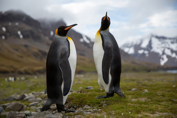 penguin in the arctic