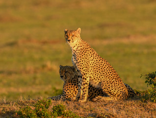 Cheetah in morning light