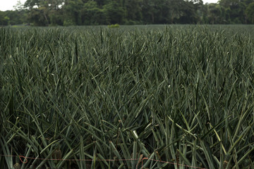 Pineapple field