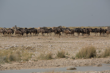 gnu buffalo group eating in africa