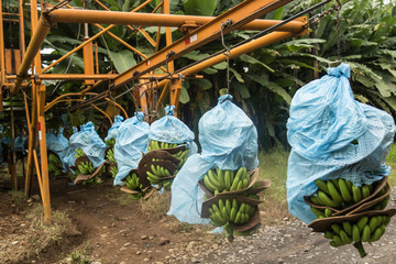 Banana plantation