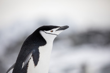 penguin in the arctic