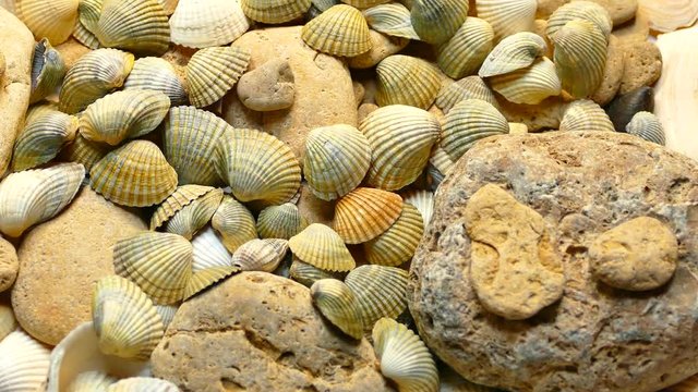 Video Texture of sea shells and stones. Many sea shells spin. Sea bottom.