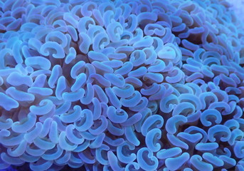 Coral Reef Ocean 