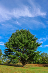 tree in park on a beautiful summer day
