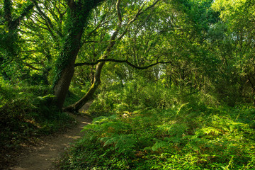 Obraz premium un chemin au milieu d'une forêt ensoleillée