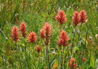red Indian Paintbrush flowers, jedediah smith wilderness, wy, usa