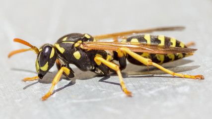Macro of an isolated Polistinae wasp, seen from the side.