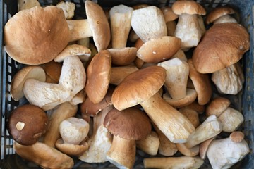 mushrooms in the basket