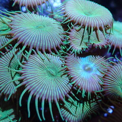 Coral Reef Ocean Life