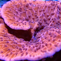 Coral Reef Ocean Life