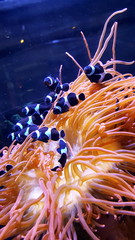 Coral Reef Ocean Life