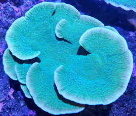 Coral Reef Ocean Life