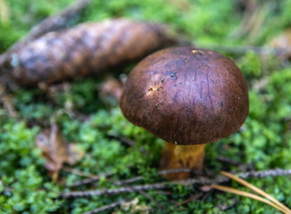 brown mushrooms in a forest on green moss. soft focus