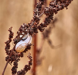 wild flowers Snail on wooden background