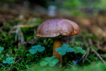 brown mushrooms in a forest on green moss. soft focus