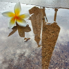 Water Reflection Plumeria Flower