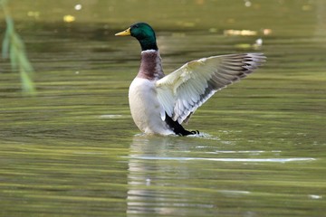 Stockente am Teich