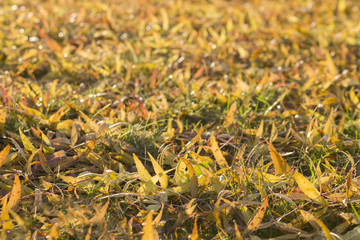 Autumn Leaves on Background