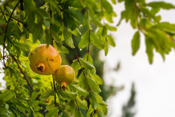 Granatapfel am Ast, Nahaufnahme