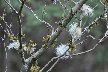 flowers in spring