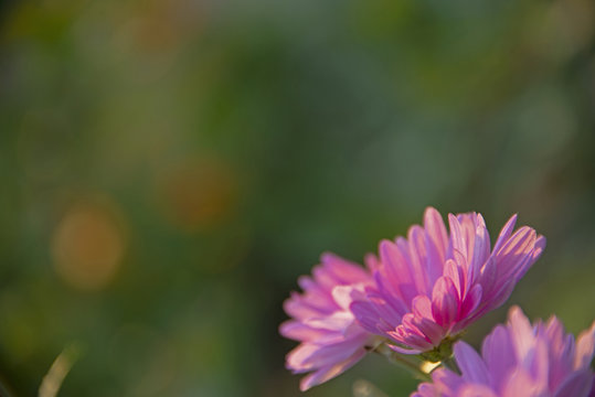 the natural background -  chrysanthemum on green