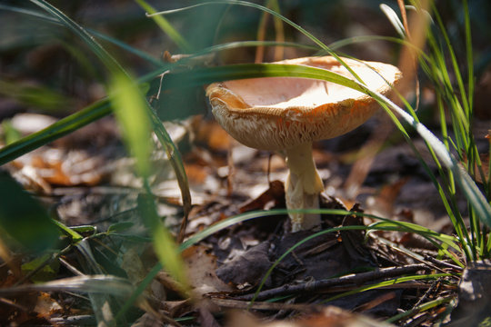 Image of Amanita lurked in the grass