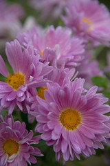 FLOWERS -  chrysanthemum