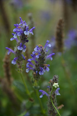 FLOWERS - blue on green