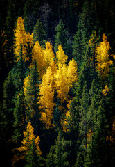 Yellow aspen and green pine trees fall colors in Colorado