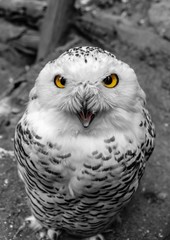 Schneeeule