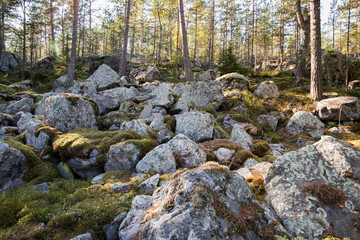 Autumn pine forest with large stones covered with moss at sunny day. 